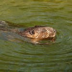 Beavers – 2021 was a record comeback year for these industrious creatures