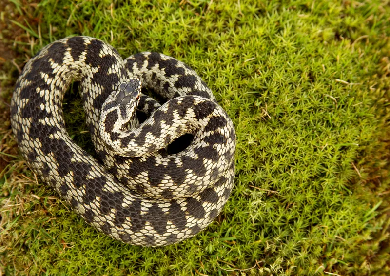 Adder - The UK's Only Venomous Snake - Animal - Bite Sized Britain ...