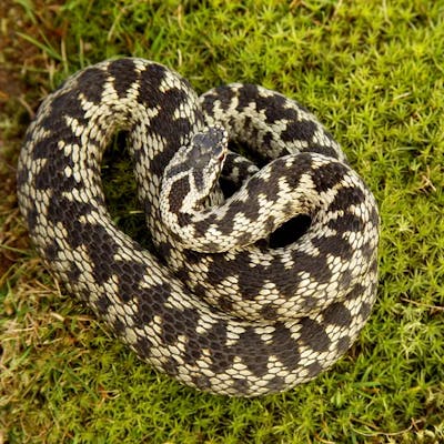 Adder - the UK's only venomous snake
