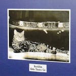 Thespian felines - the tradition of the theatre cat