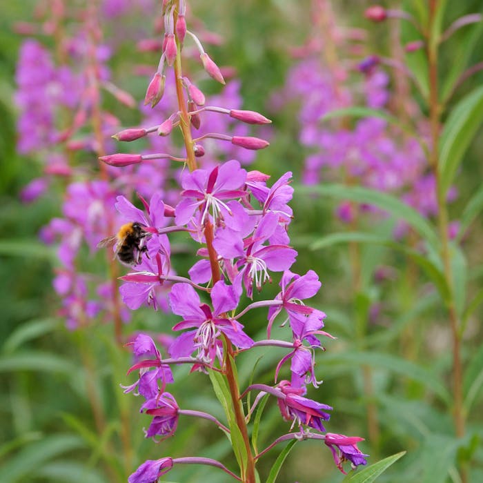 Rosebay Willowherb - a happy pink tonic for dull spots