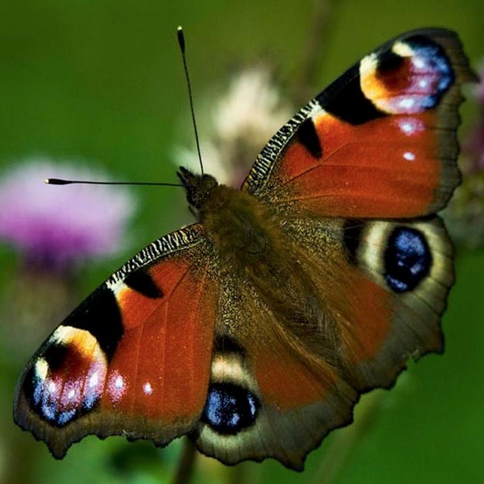 Peacock Butterfly - beauty in the eye of the beholder
