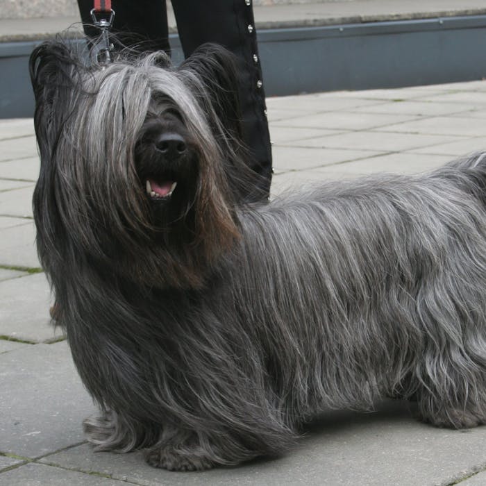 Skye Terrier - a plucky loyal breed