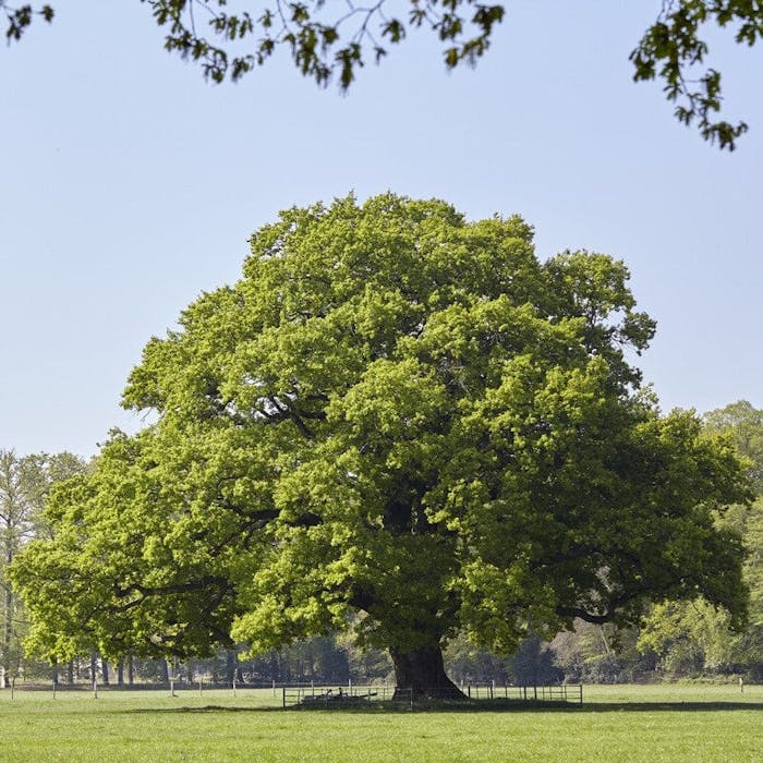 The mighty English oak