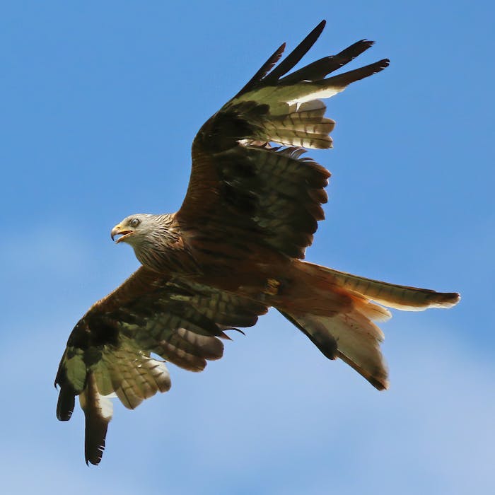 Red Kites - majestically flying again