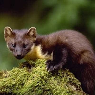 The Pine Marten - happy in a remote forest