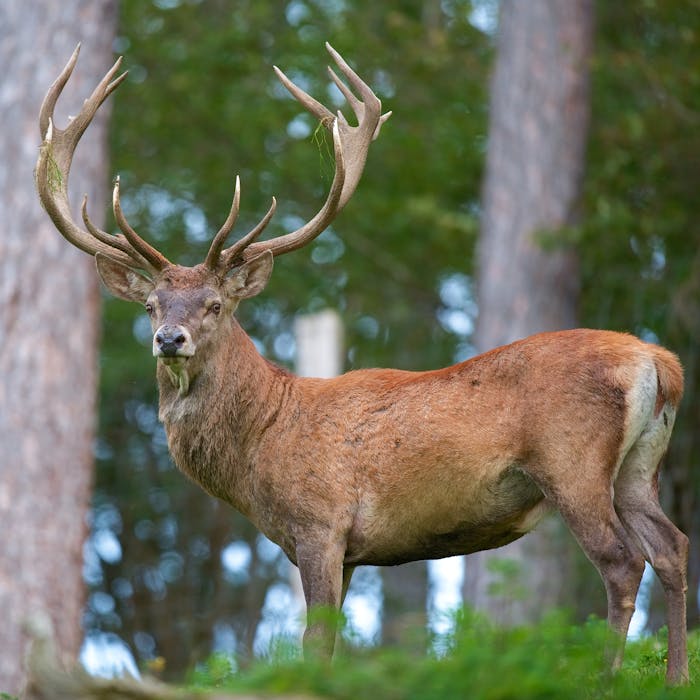 Red deer - monarch of the glens (and quite a lot of other places)