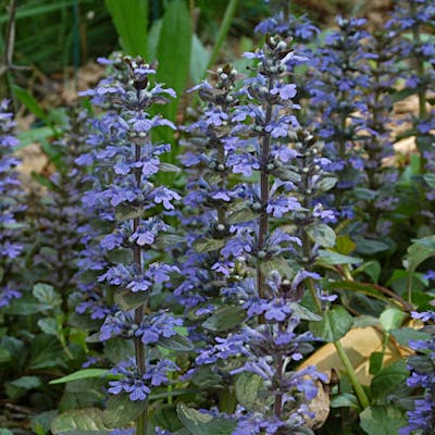 The humble Bugle - flower of woodland glades
