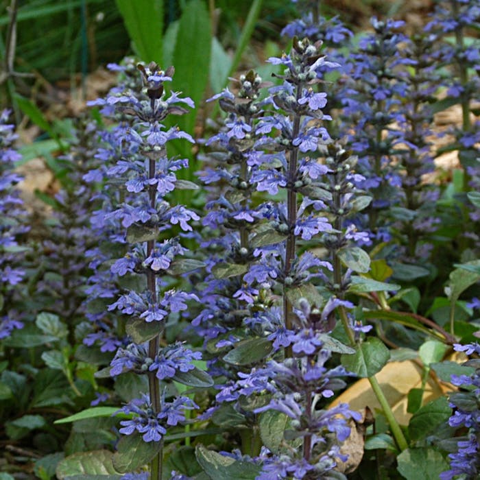 The humble Bugle - flower of woodland glades