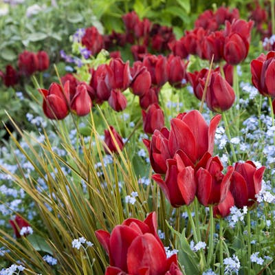 Tulips - Jacobean treasure and modern delight