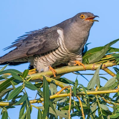 A cuckoo's comeback - PJ the frequent 10,000-mile migrating flyer