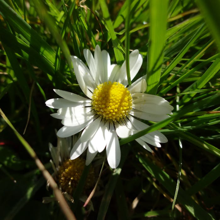The common daisy, adornment of a sunny lawn