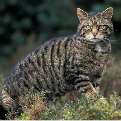 The almost-extinct Scottish wildcat