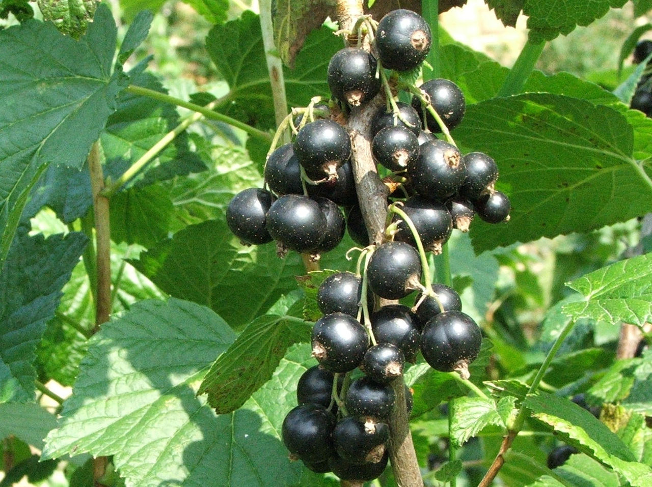 The blackcurrant - bursting with goodness and easy to grow