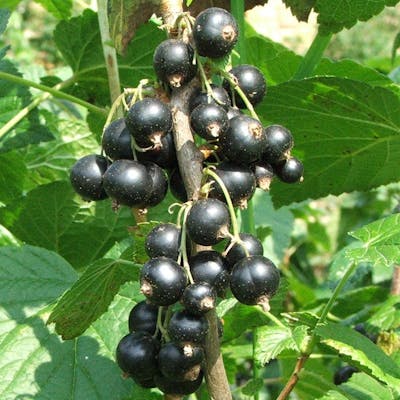 The blackcurrant - bursting with goodness and easy to grow