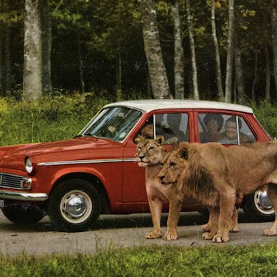 The first British safari park - a roaring success at Longleat, Wiltshire