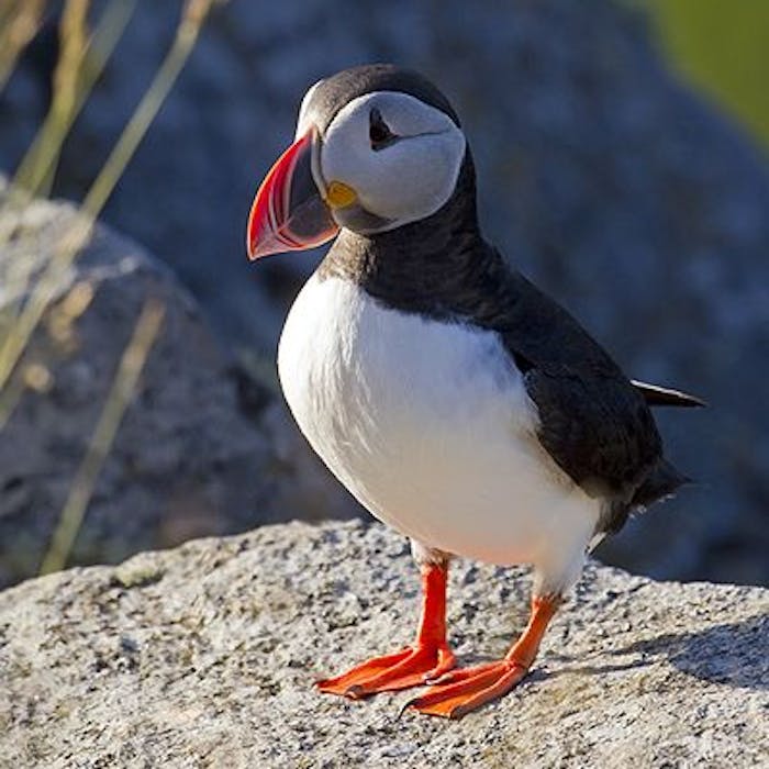 The Puffin - popular and appealing seabirds