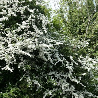 Blackthorn and Hawthorn - bringers of British blossom time