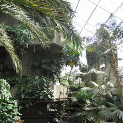 Barbican Conservatory - the City of London's indoor rainforest