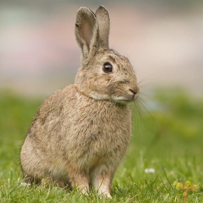 The wild rabbit - an Iberian arrival, that's really made itself at home