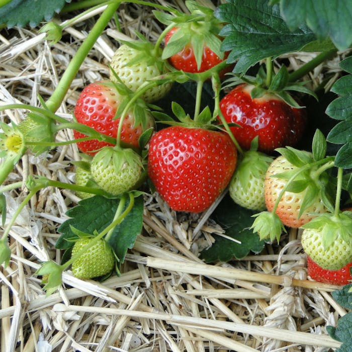 The English strawberry - a tale of three continents