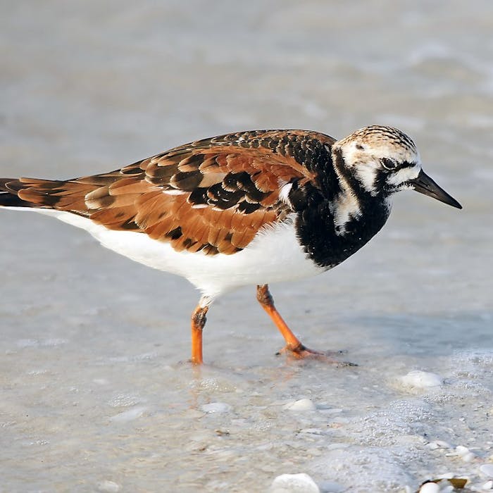 Turnstones - charming birds of the beach