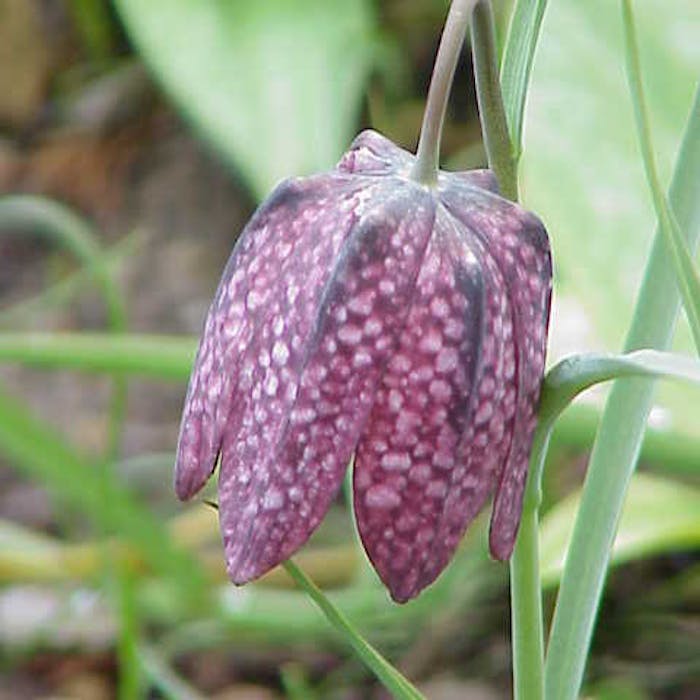 Snake's-head Fritillary - a chequered history