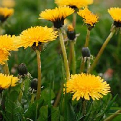 The humble dandelion - curse it and love it
