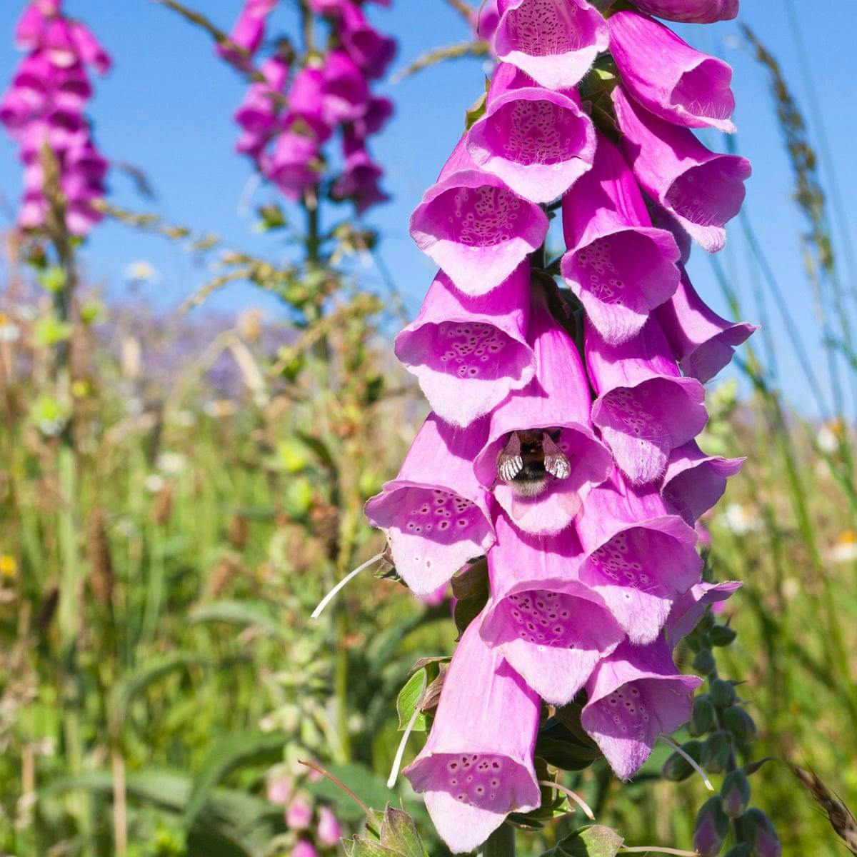 The foxglove pretty but poisonous, unless you're a medic! Natural