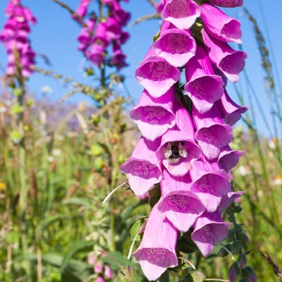 The foxglove - pretty but poisonous, unless you're a medic!