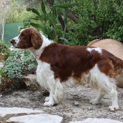 Welsh springer spaniel - a loyal breed with a colourful coat