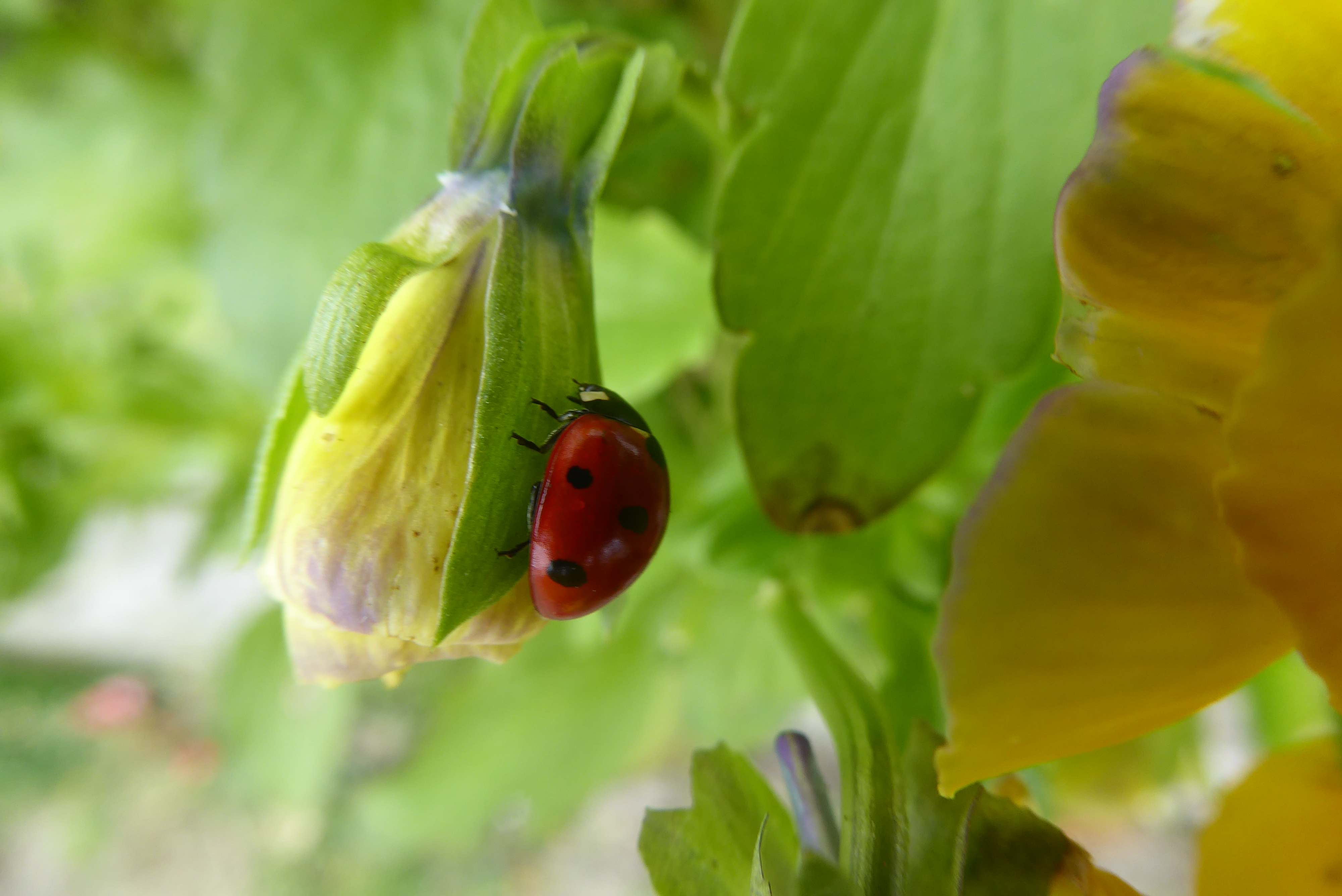 Britain's Ladybirds - regularly spotted and in multiple colours