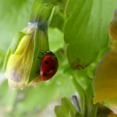 Britain's Ladybirds - regularly spotted and in multiple colours