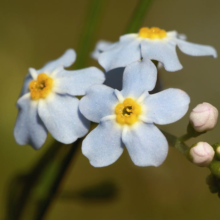 The very memorable forget-me-not