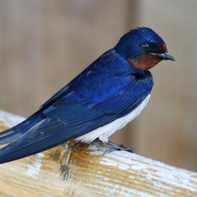 Swallow - a much-loved summer migrant