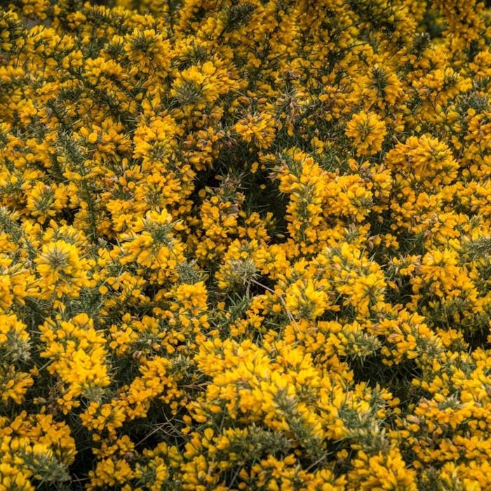 Gorse - tough staple of British heathland