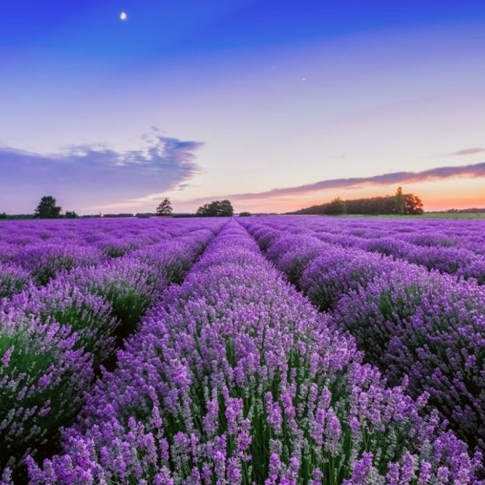 Lavender growing - a traditional British industry recently revived