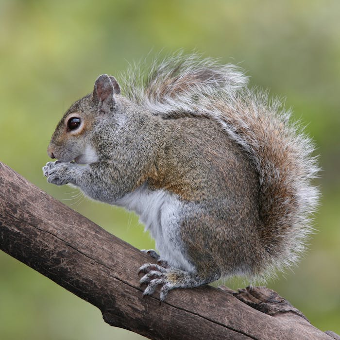 The irrepressible Grey Squirrel