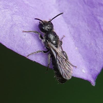 The small scissor bee - our smallest bee!