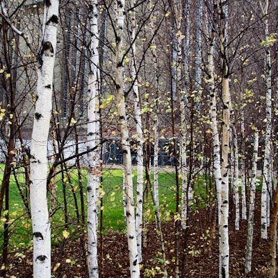 The Silver Birch - a robust and gracious British native tree