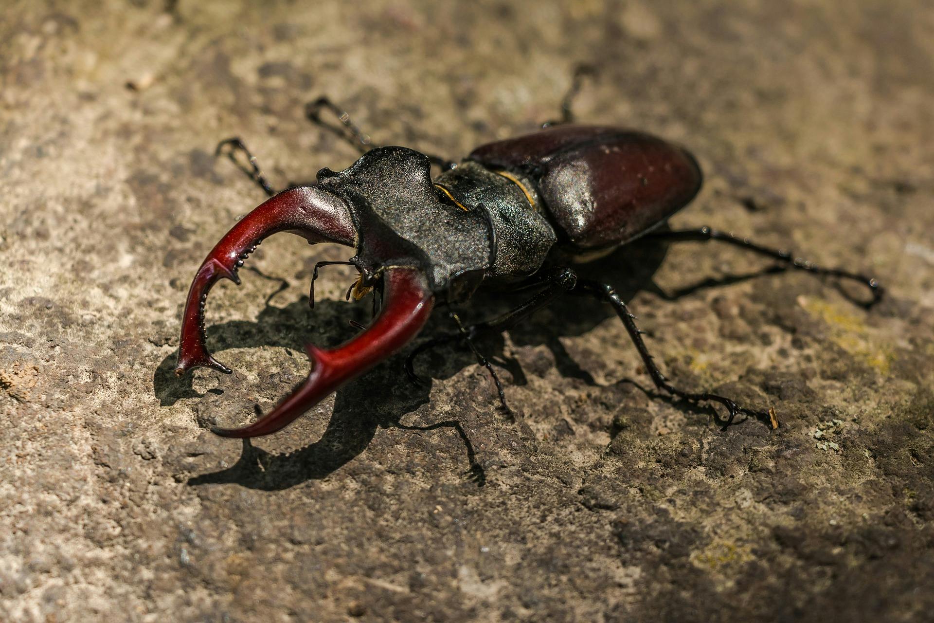 The harmless but fearsome stag beetle Insect Bite Sized Britain