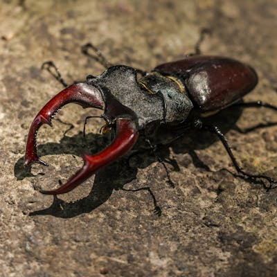 The harmless but fearsome stag beetle