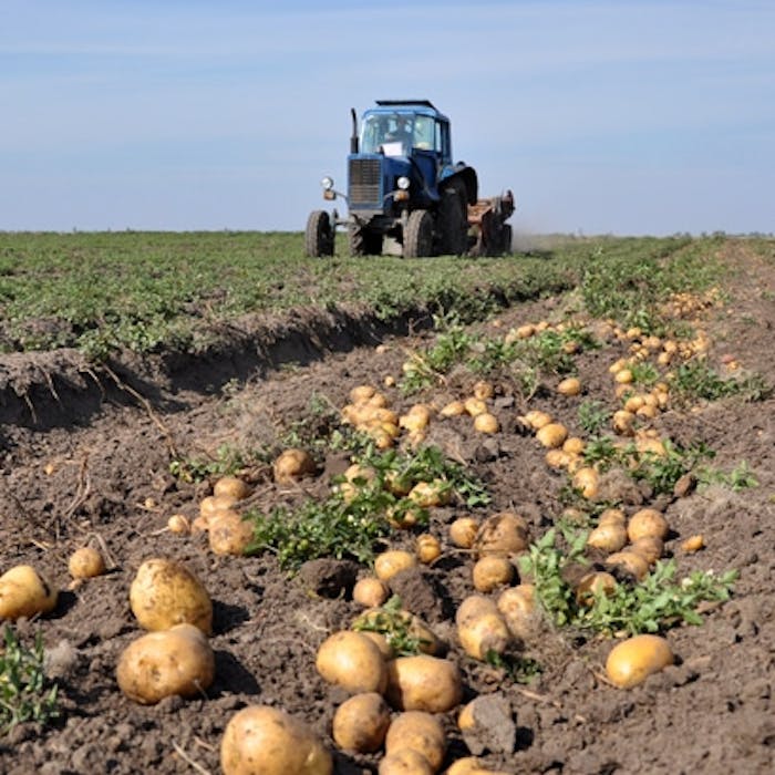 The humble potato - 500-year-old staple diet