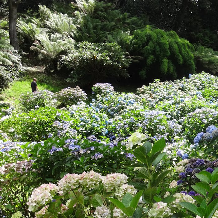 Trebah - a stunning Cornish valley garden
