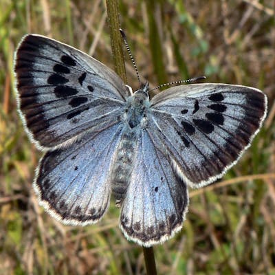 The Large Blue butterfly - raised by ants!