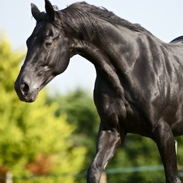 Lloyds' black stallion