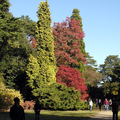 Westonbirt Arboretum - treasure trove of trees