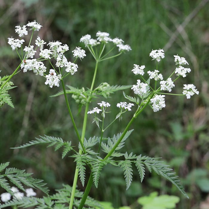 The subtle beauty of Cow Parsley