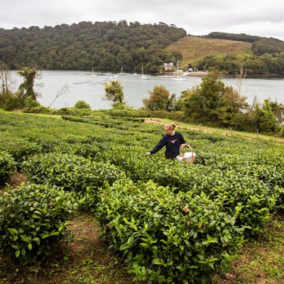 Tregothnan - home of Cornish tea!