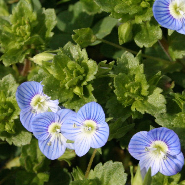 The cheery beauty of the wild Speedwell